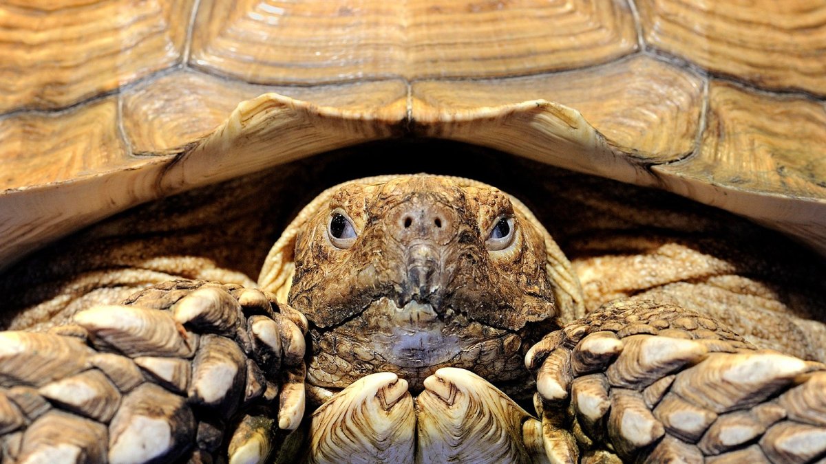 Сульката черепаха