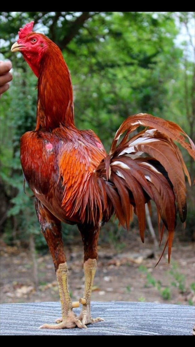 Бойцовые петухи породы Азиль