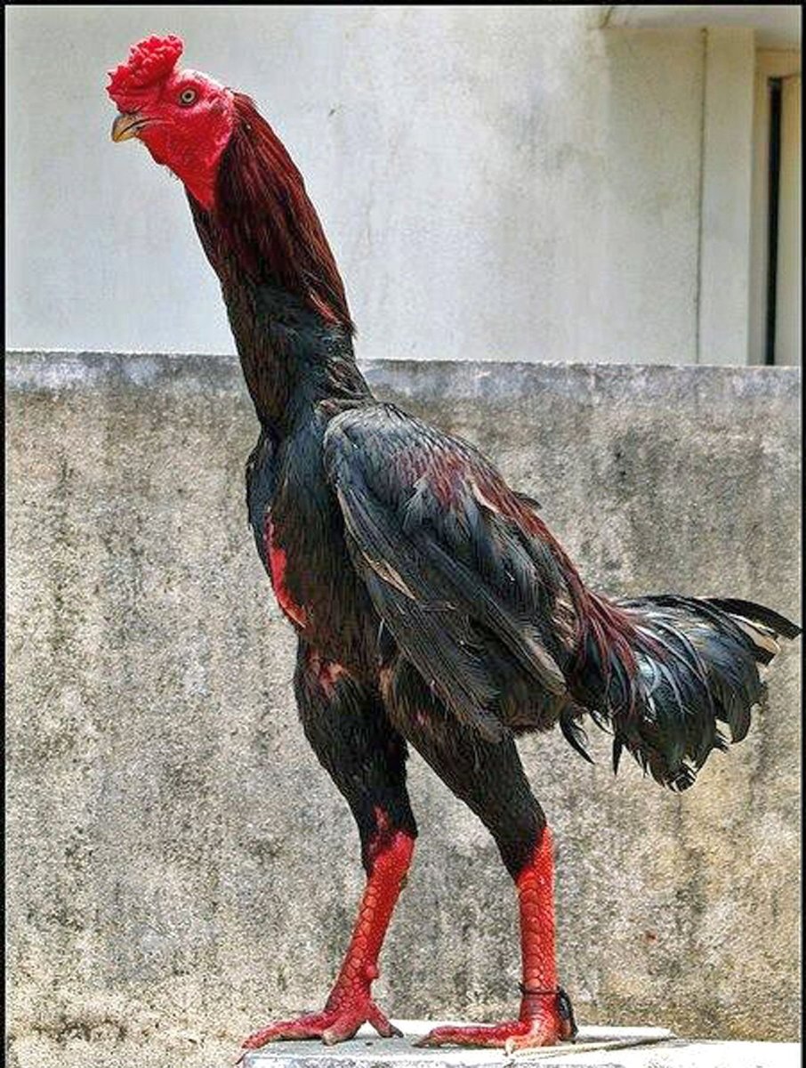 Бойцовские Петушки