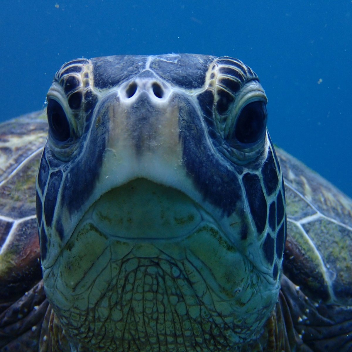 Зелёная черепаха