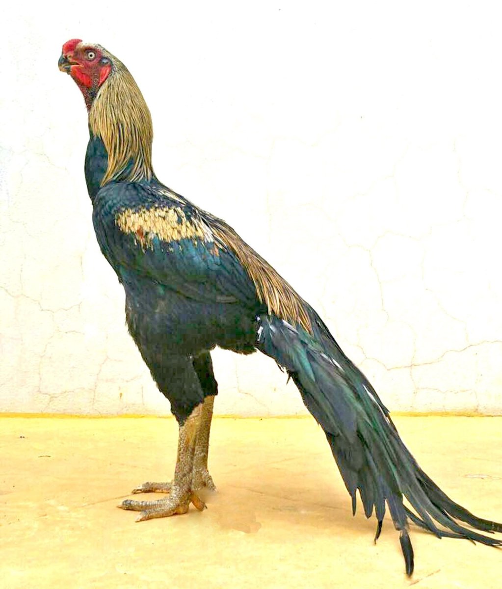 Бойцовский петух Шамо