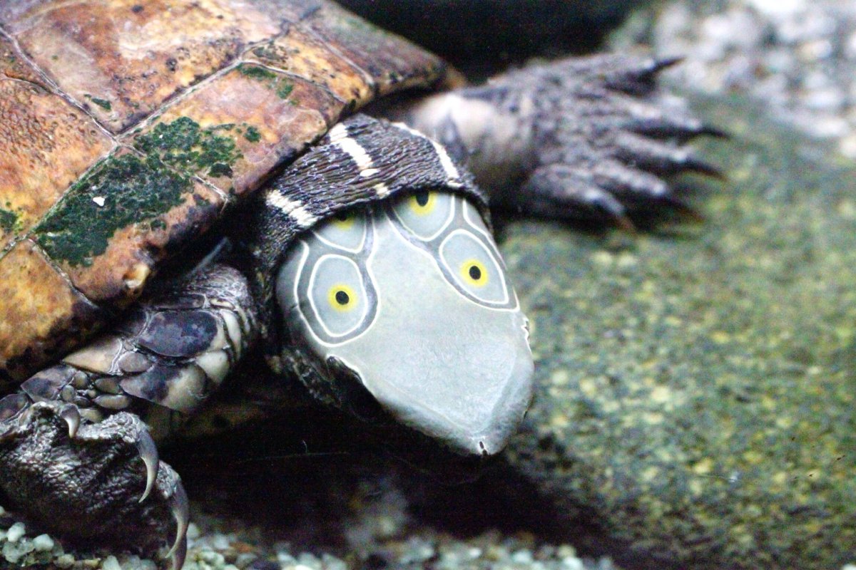 Четырехглазая черепаха