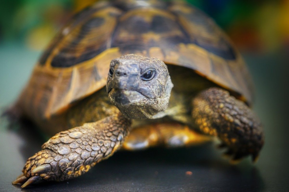 Мозг черепахи