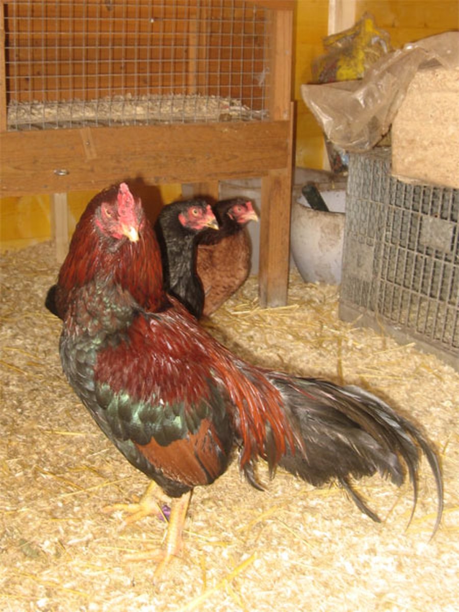 Петух Аям Цемани