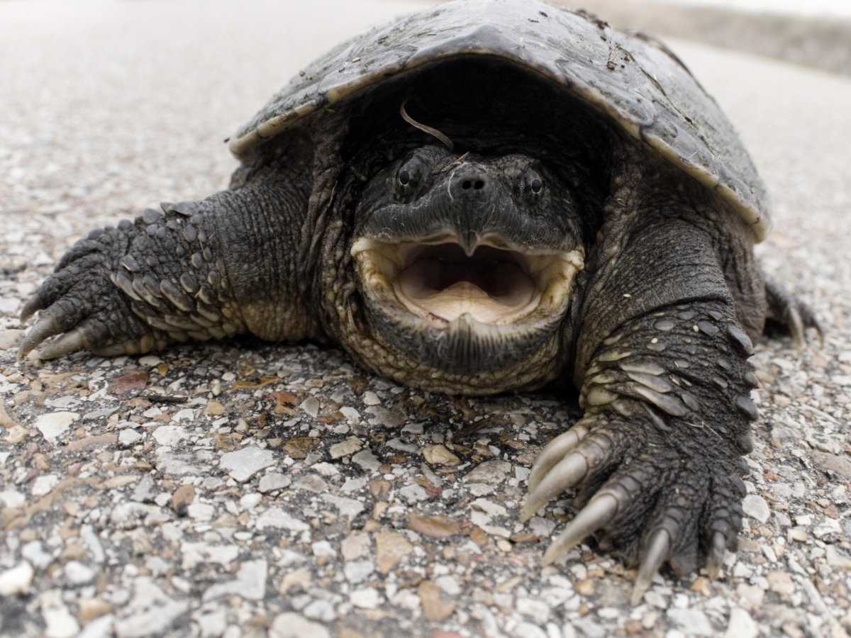 Агрессивная черепаха