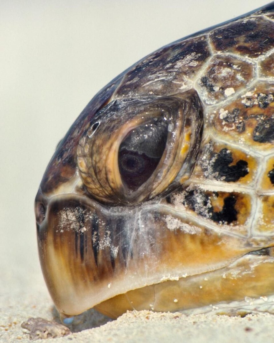 Черепашьи глаза