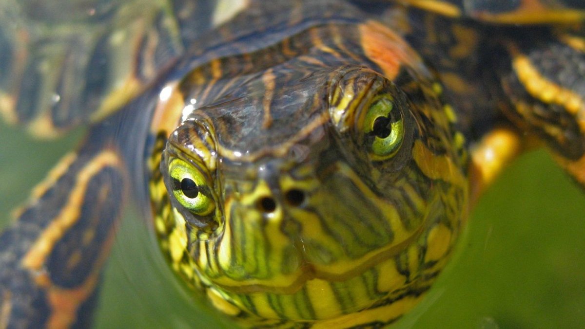 Морда красноухой черепахи