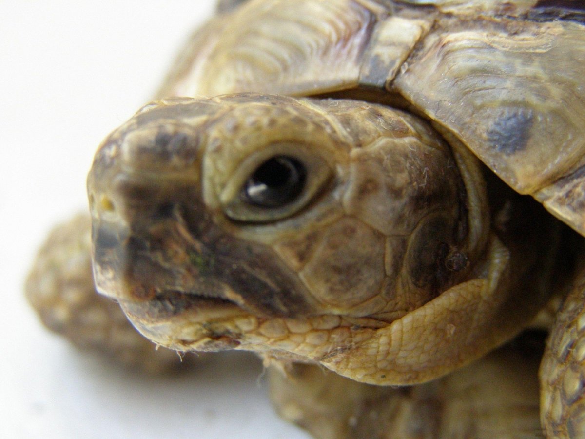 Среднеазиатская черепаха голова