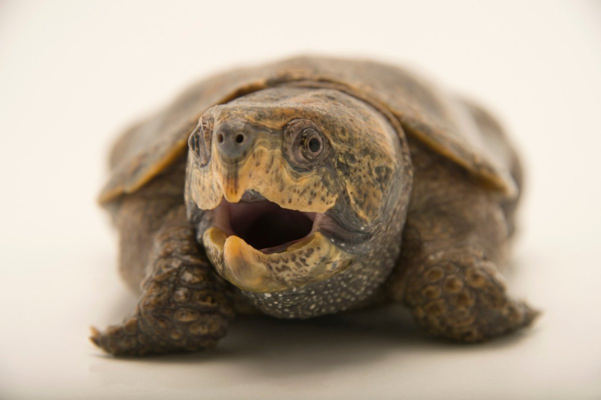 Большеголовая черепаха (Platysternon megacephalum)