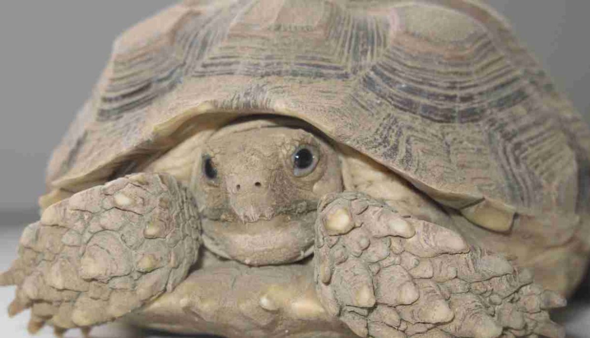 Красноухая черепаха