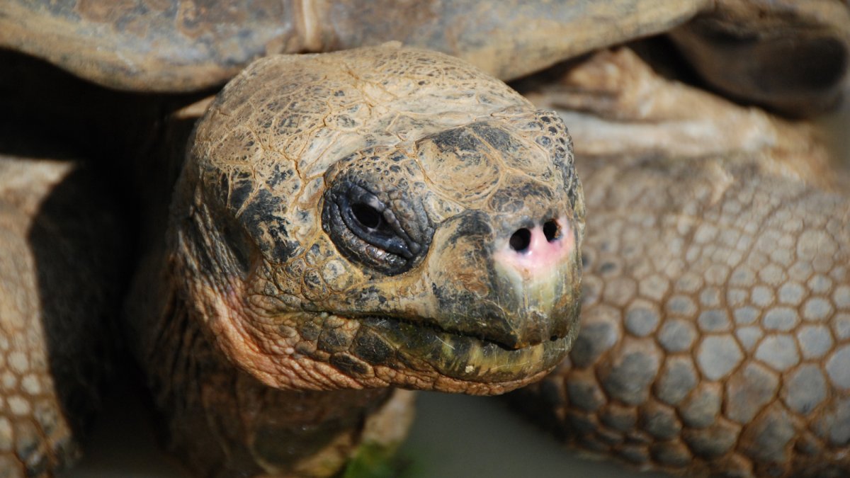 Морда черепахи