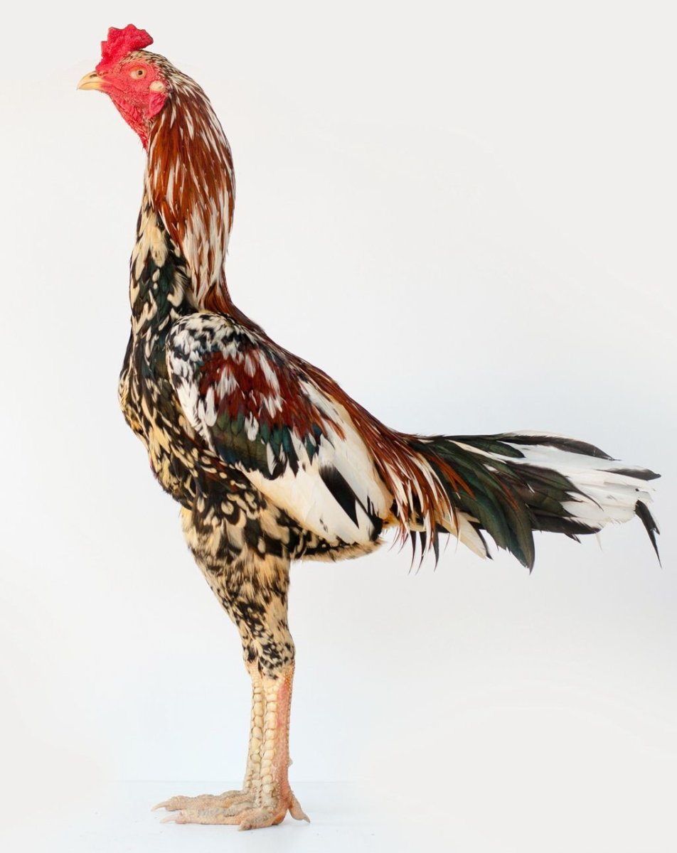 Индийская Бойцовая порода кур