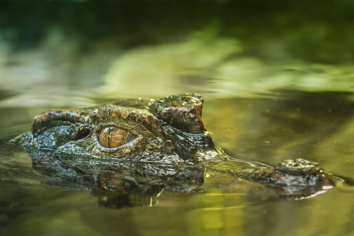 Крокодил плывет
