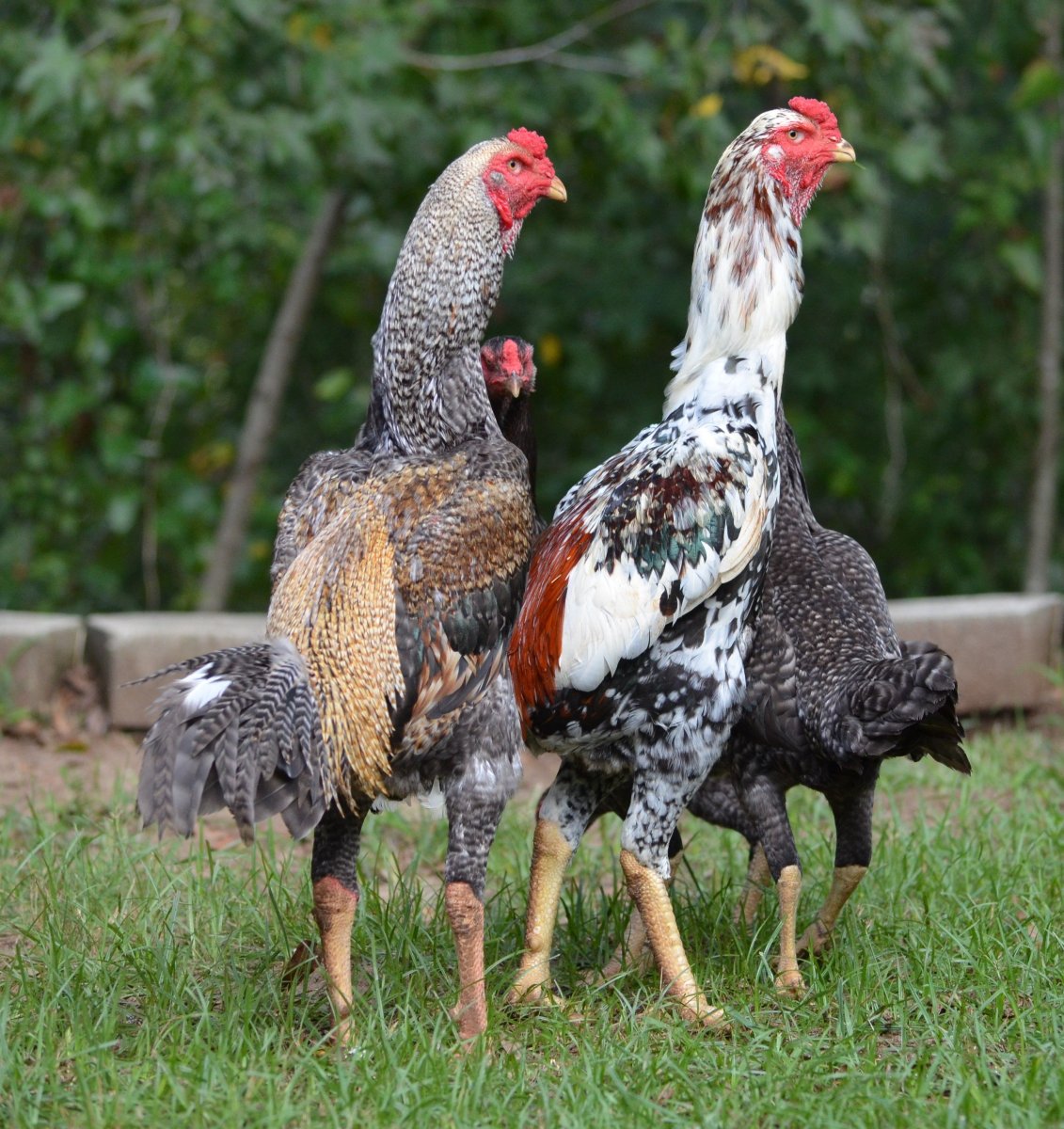 Азиль Бойцовский петух
