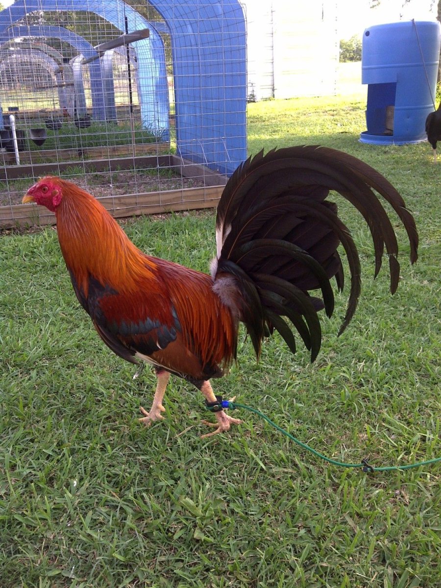 Порода лари петухи