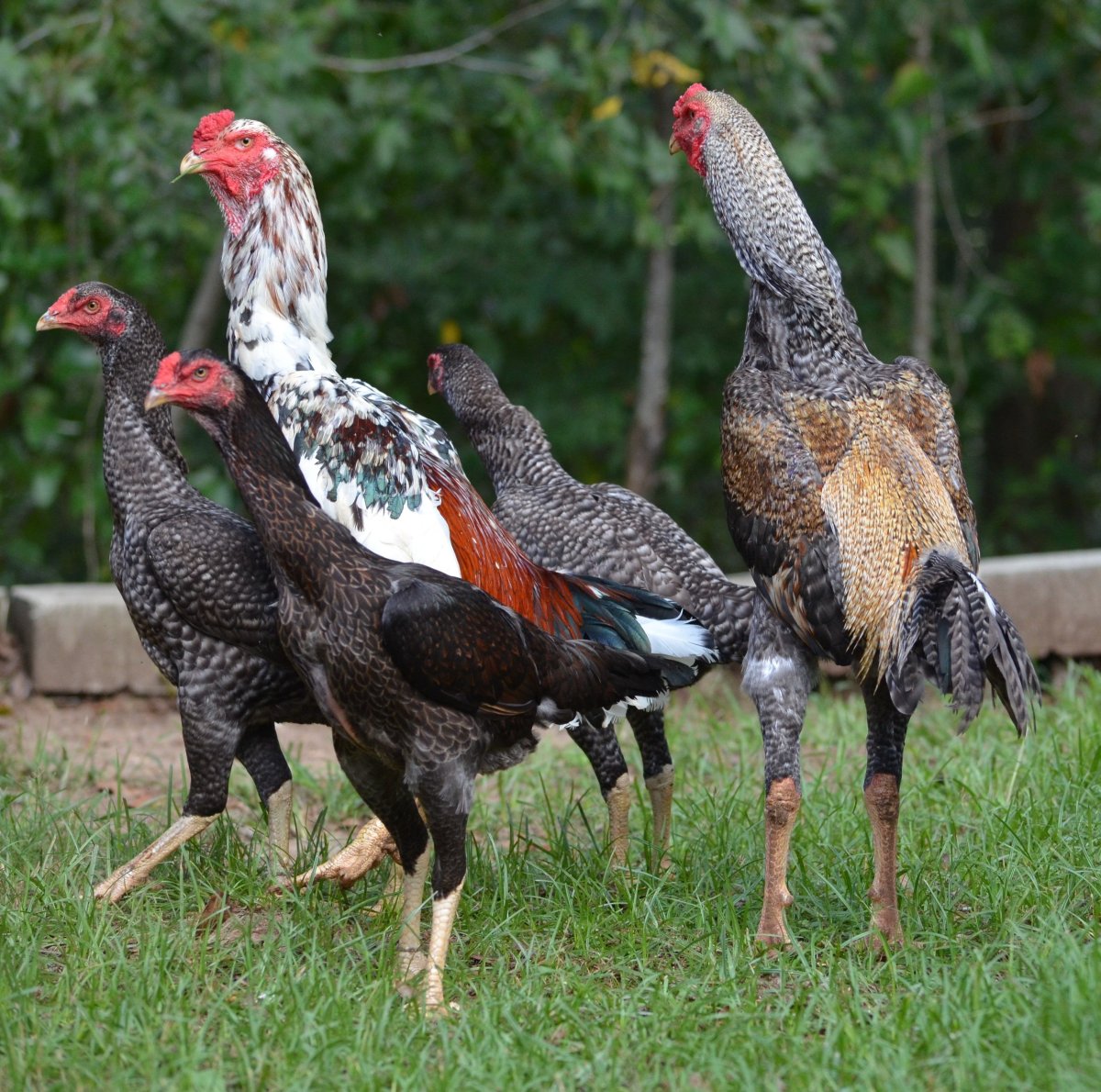 Бойцовые петухи Шамо