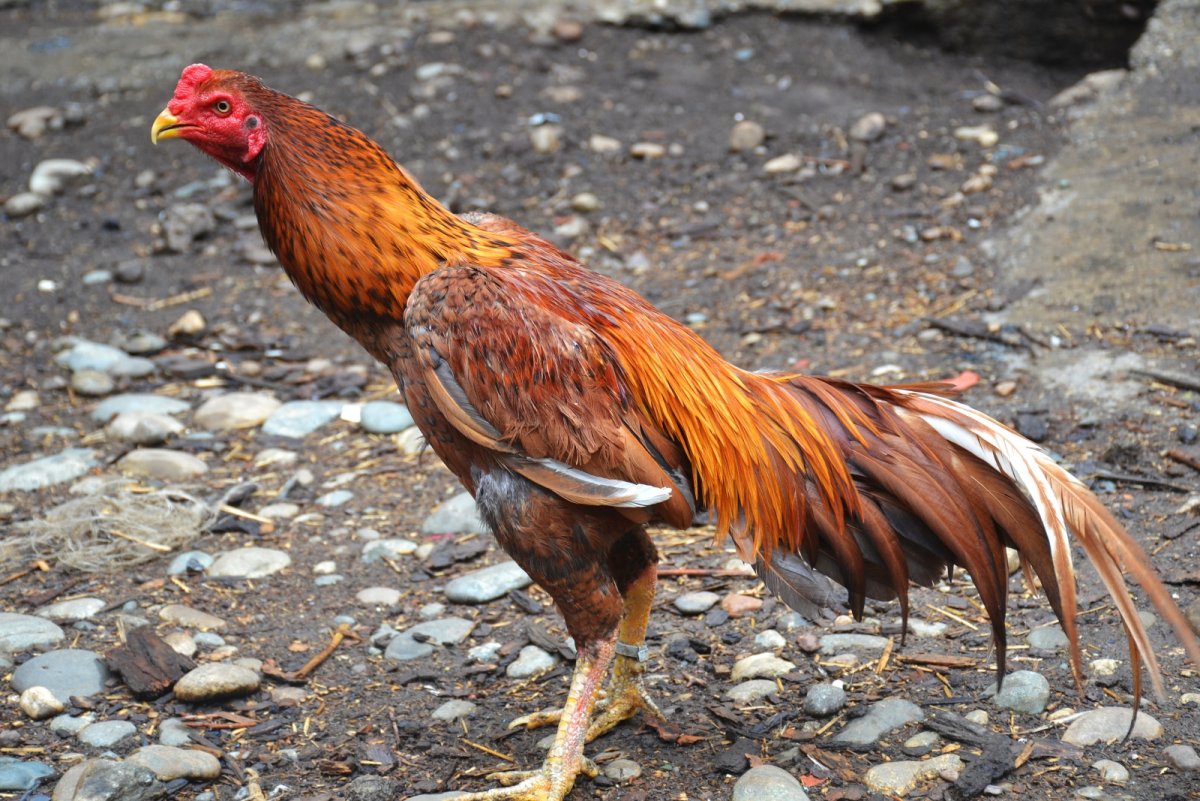 Азиль порода кур