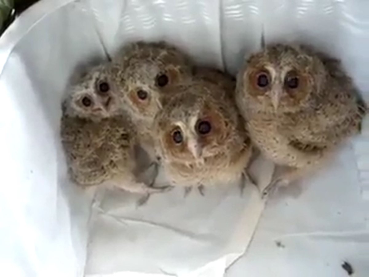 Обыкновенная неясыть гнездо