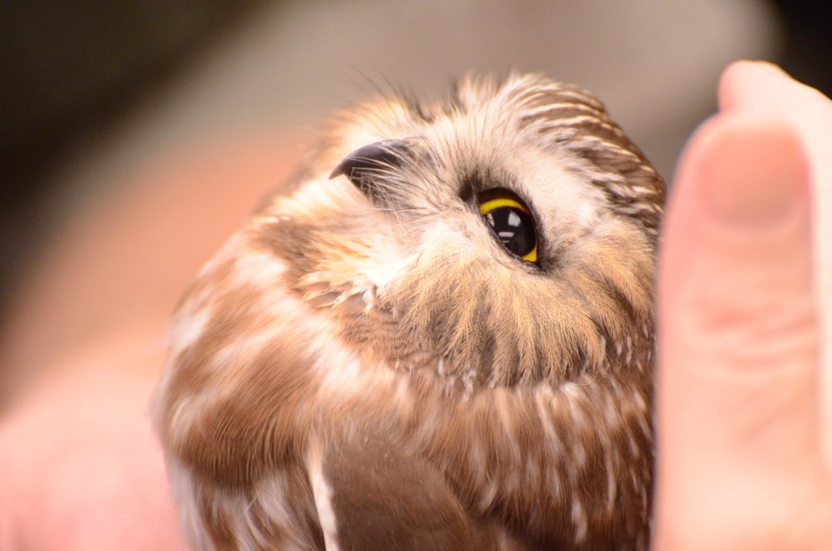 Сова мимими