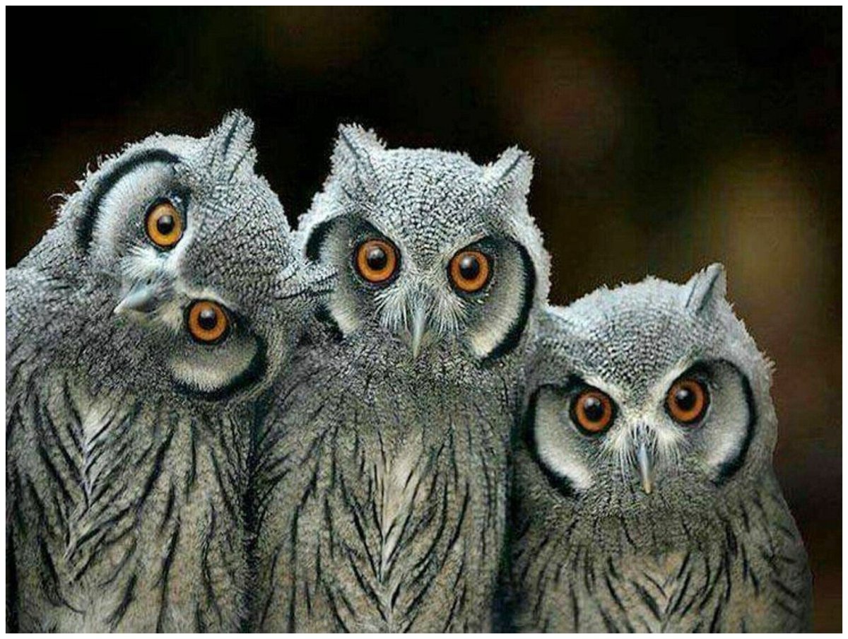 Самая маленькая порода сов