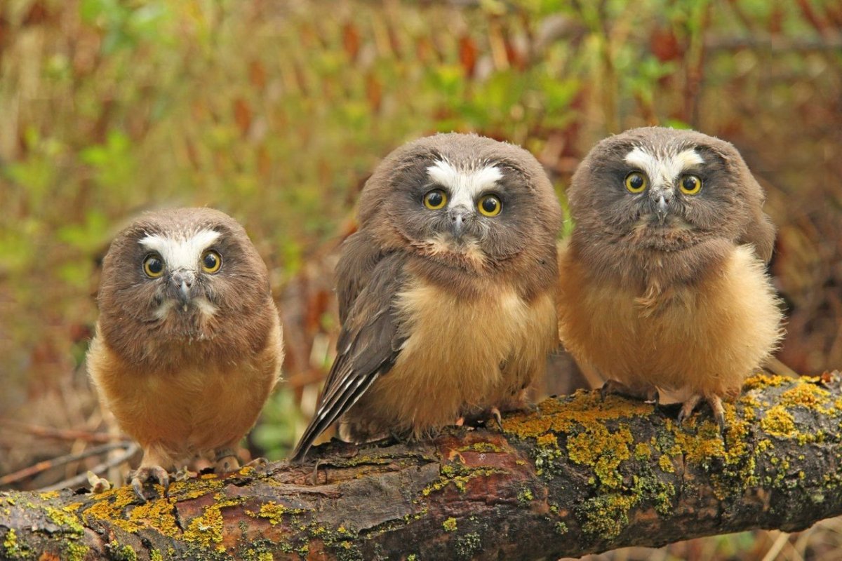 Карл Брендерс Совы