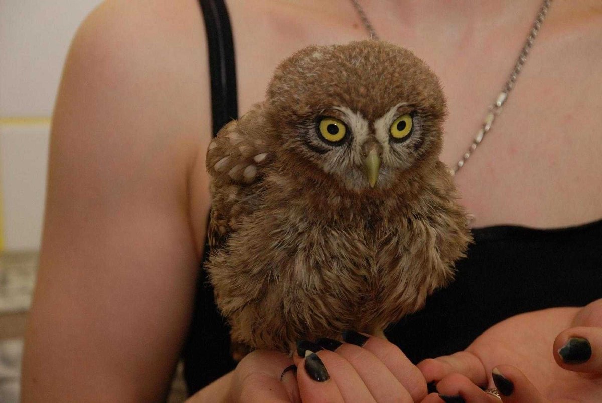 Сова маленькая домашняя новорожденная