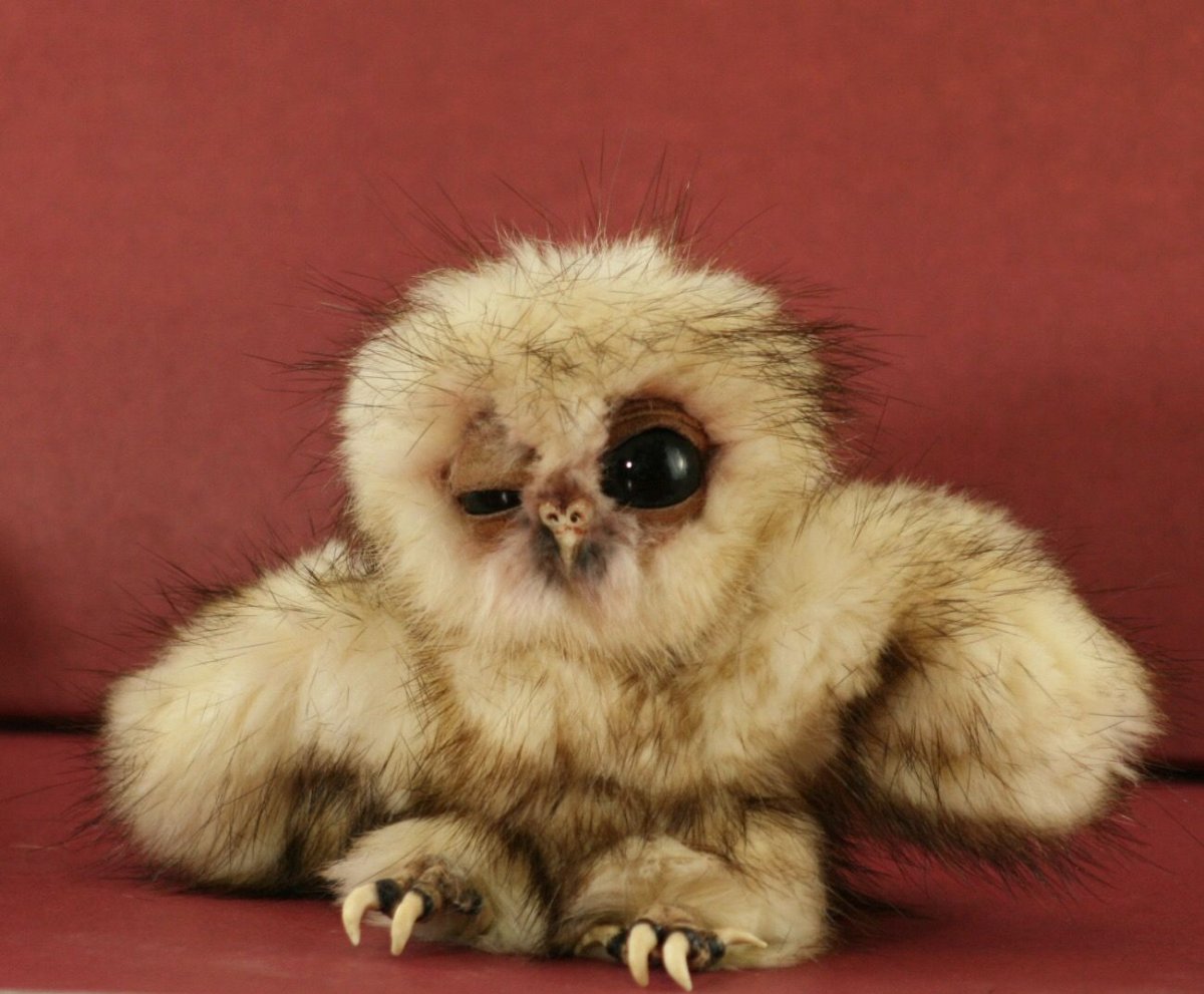 Маленькие милые пушистые Совята