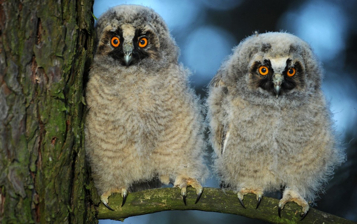 Совиный дом животные