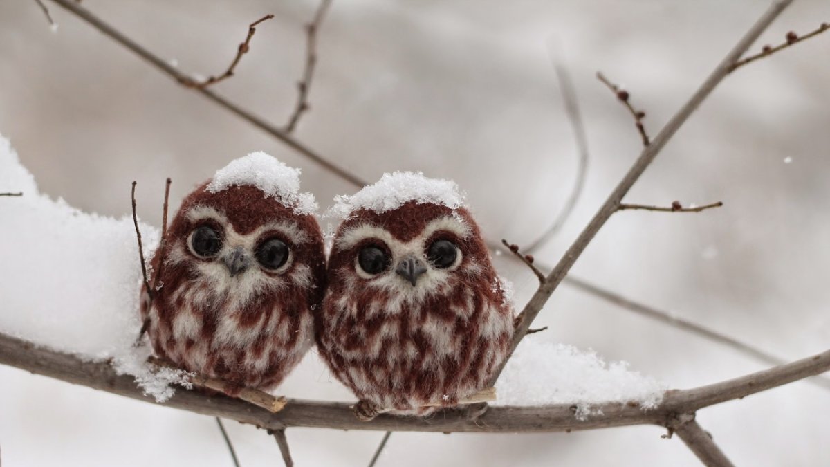 Кроличий Сыч птенец