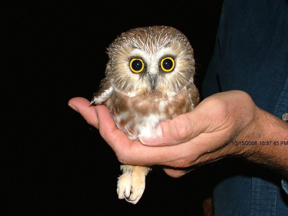 Сычик сплюшка