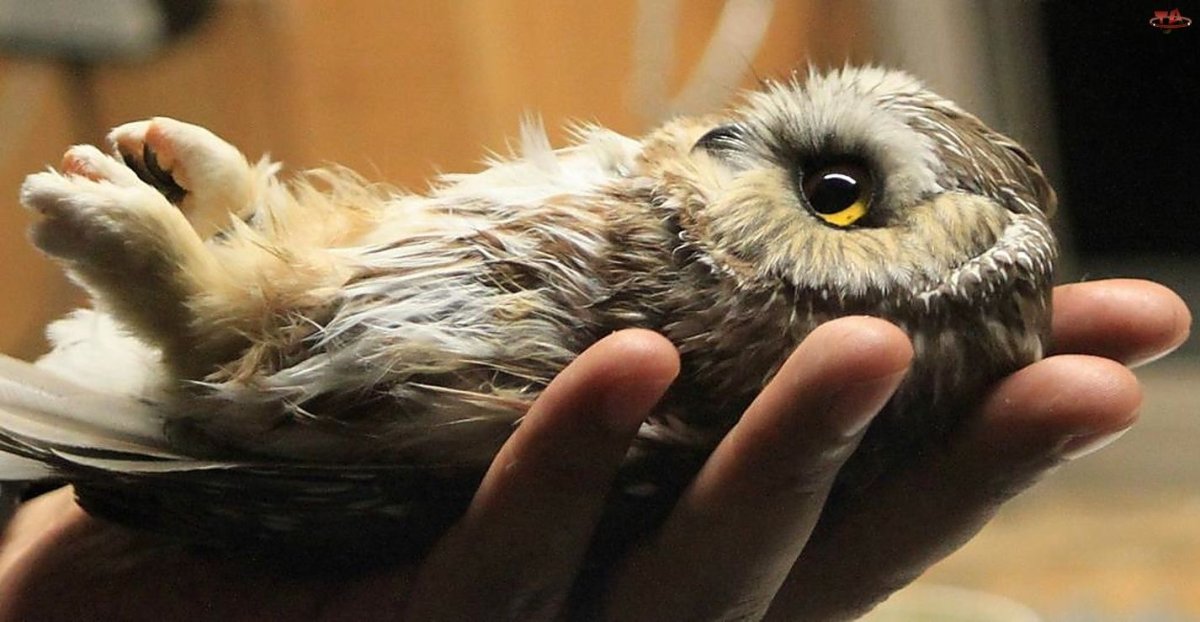 Совенок и котенок