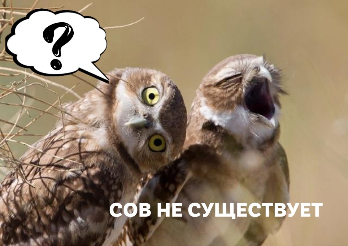 Сова с птенцами