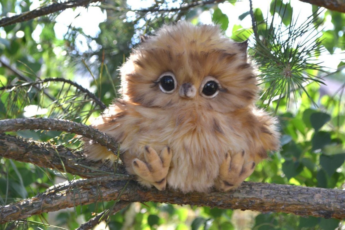 Отряд Совообразные Strigiformes