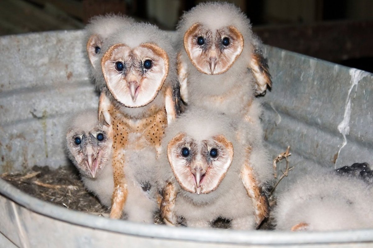 Совы нежные