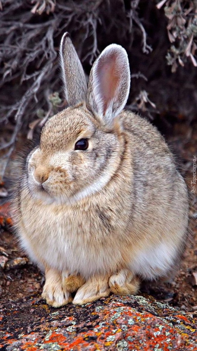 Милый кролик