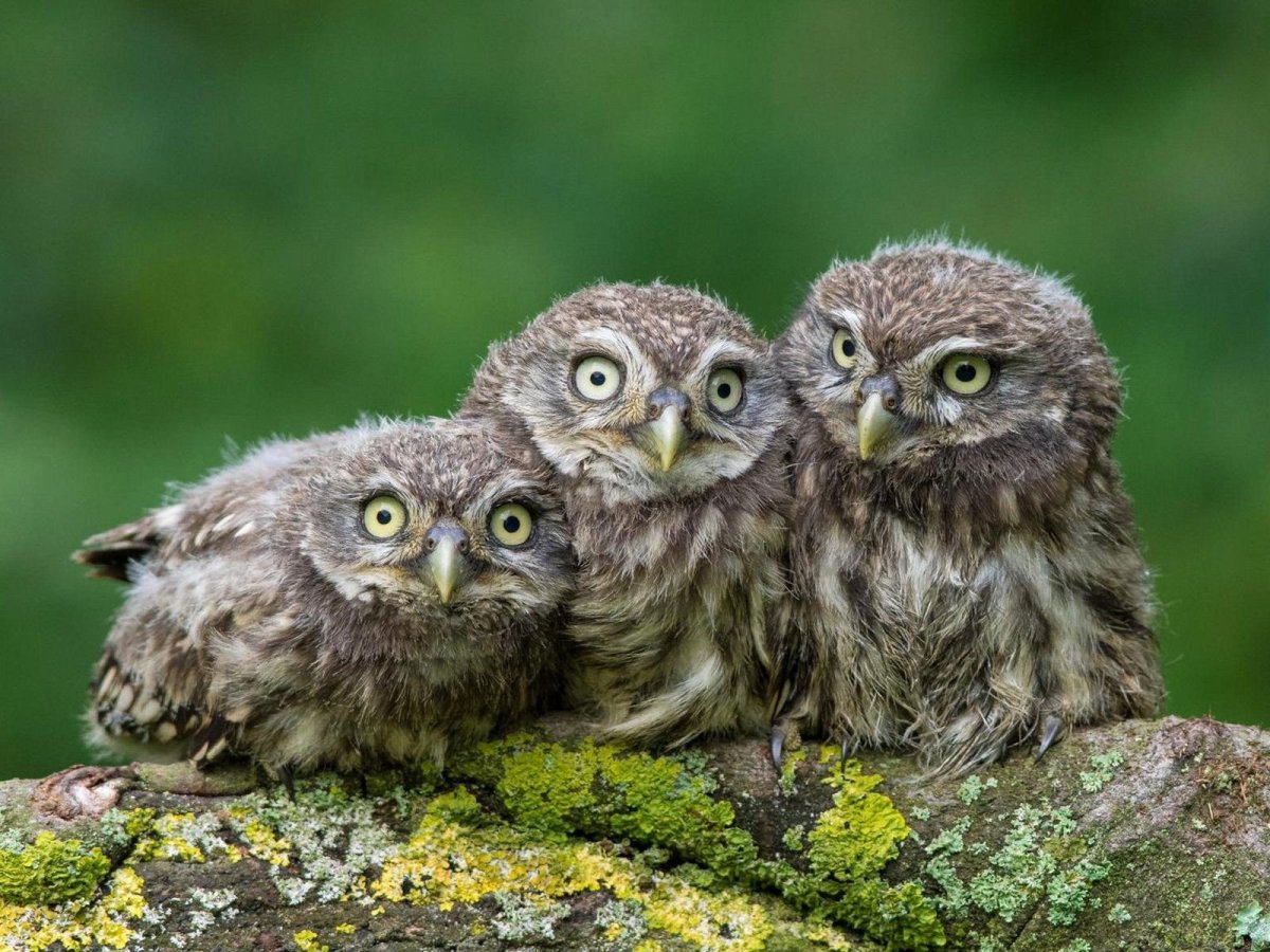 Интересные фотографии Сова