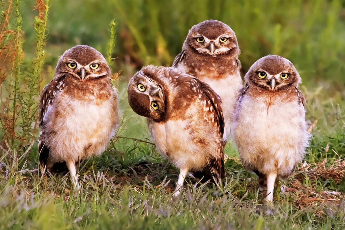 Ушастая Сова птенец