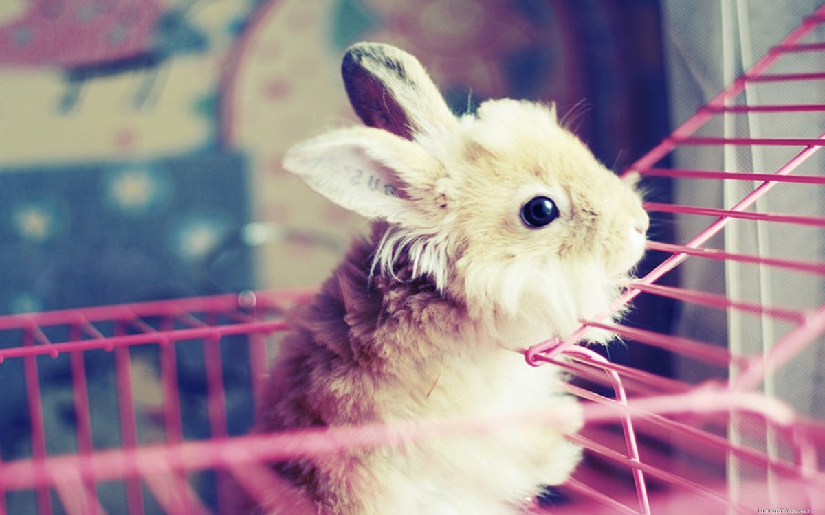 Картинки на рабочий стол кролики