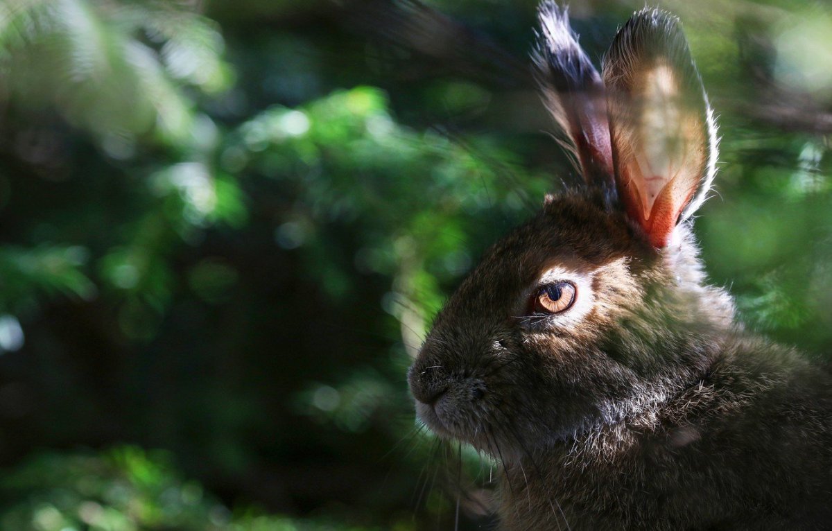 Зайчата листопаднички