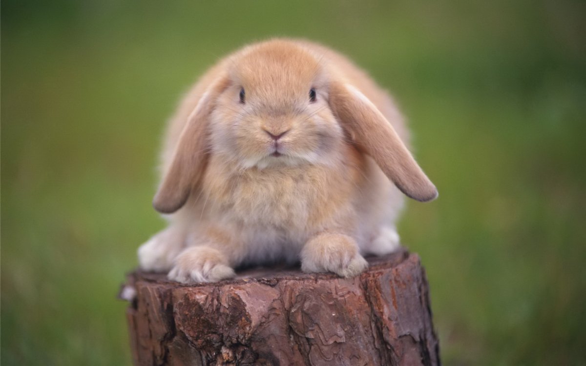 Заяц на пеньке