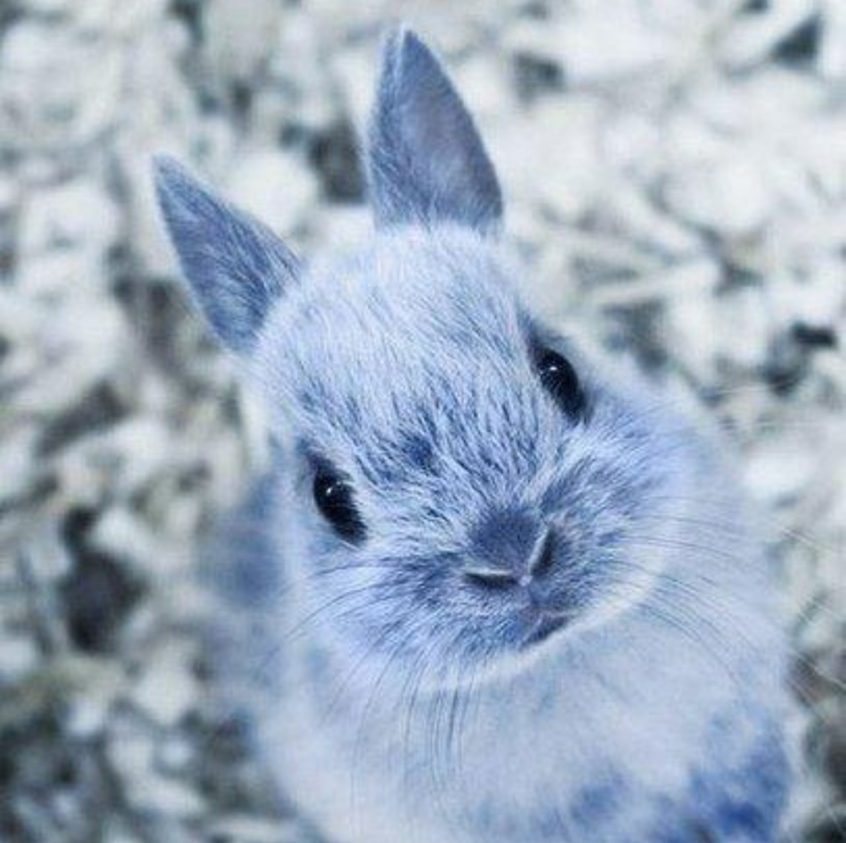 Заяц Беляк с зайчатами