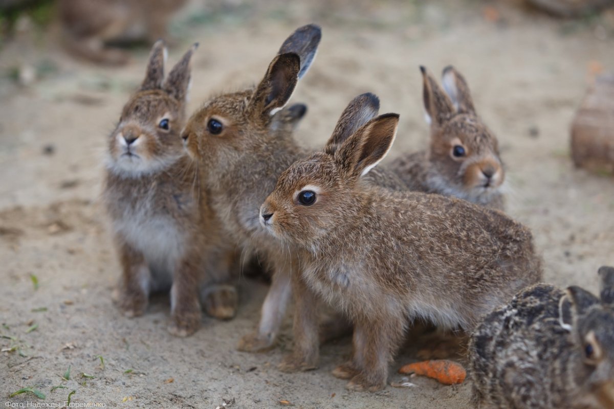 Милые пушистые кролики