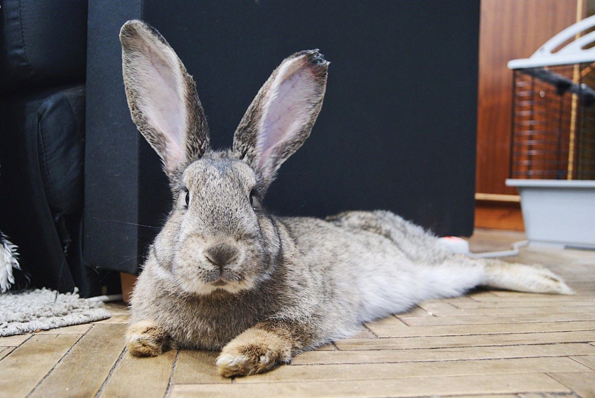 Красивые кролики