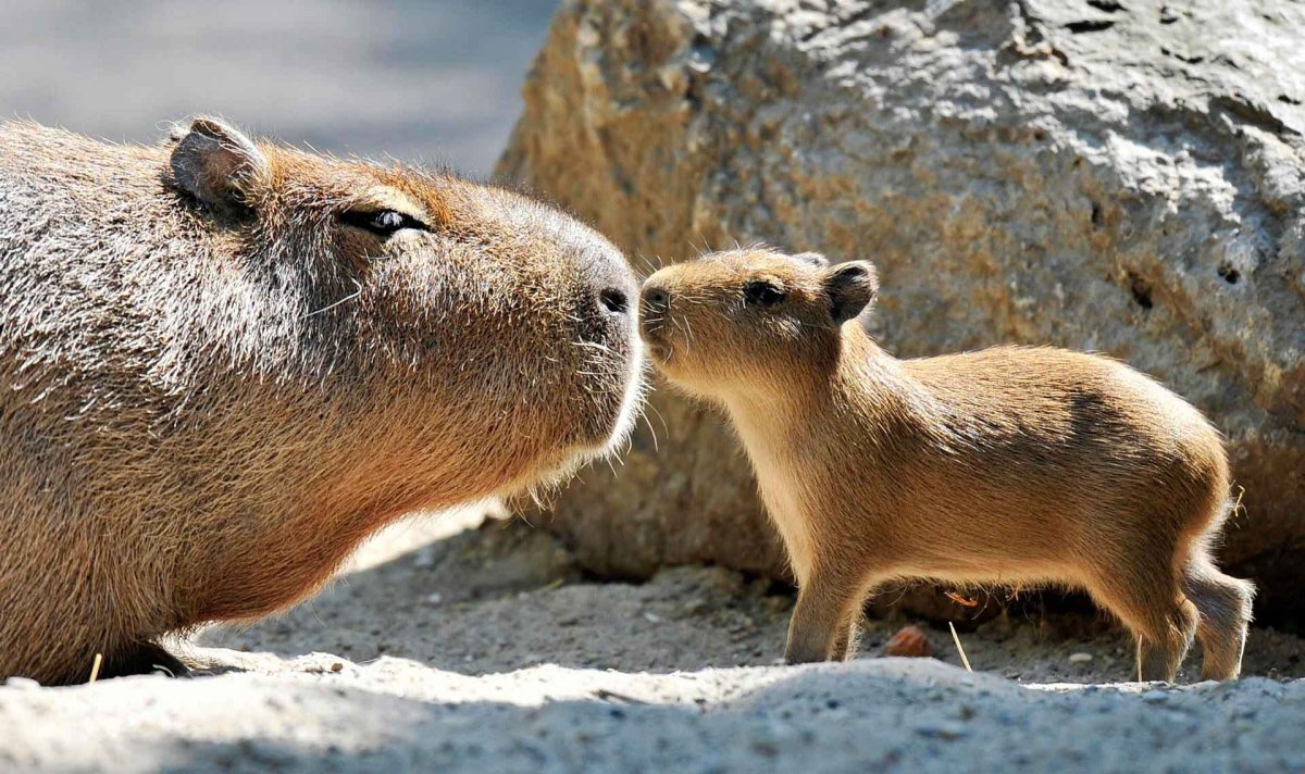 Семья капибар