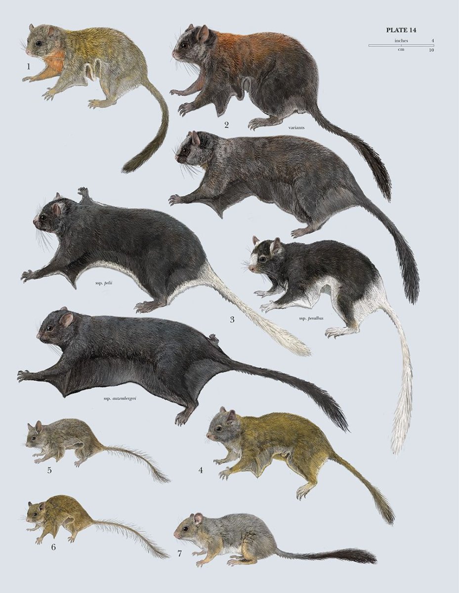 Anomalurus beecrofti