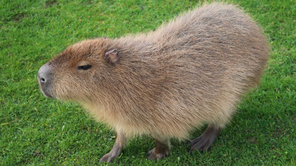 Грызун капибара