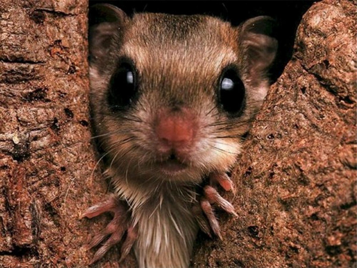 Тушканчик милый