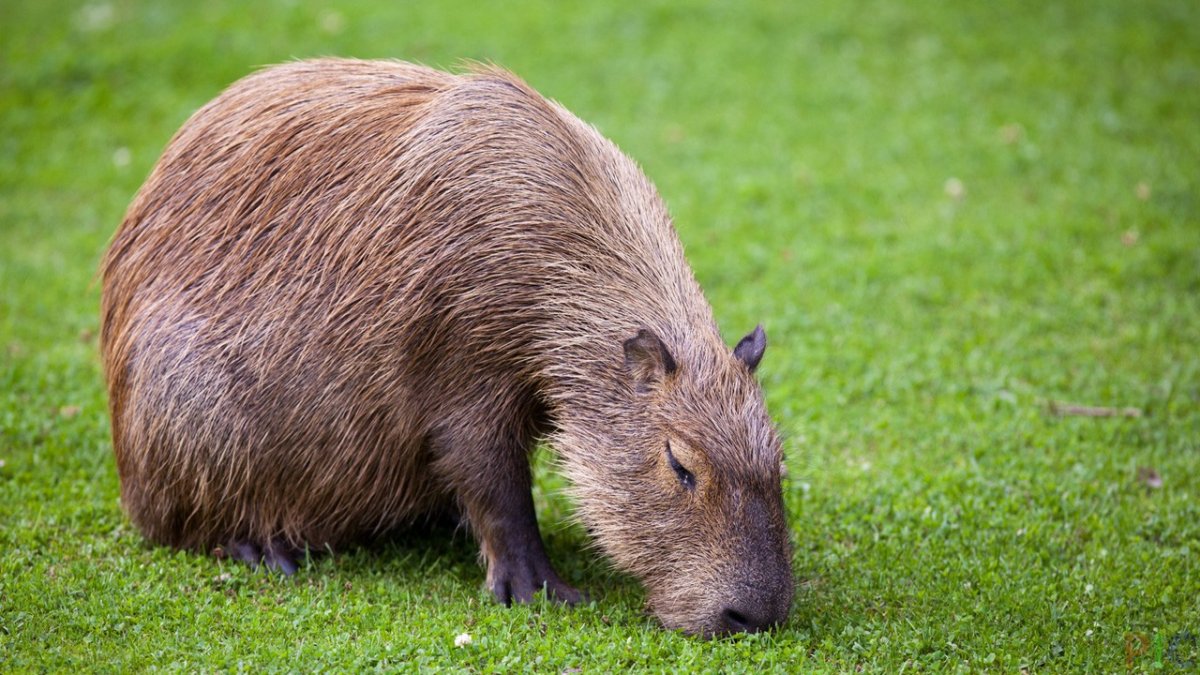 Капибара скорость