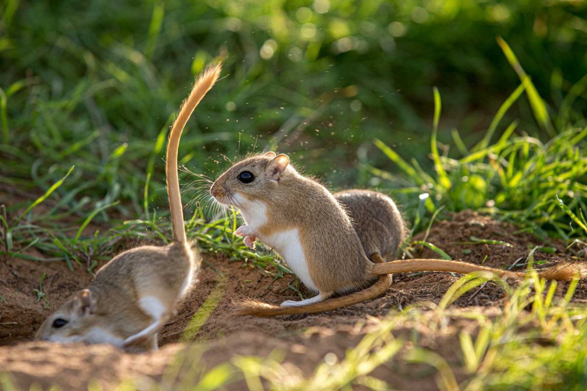 Обыкновенная полёвка на лугу