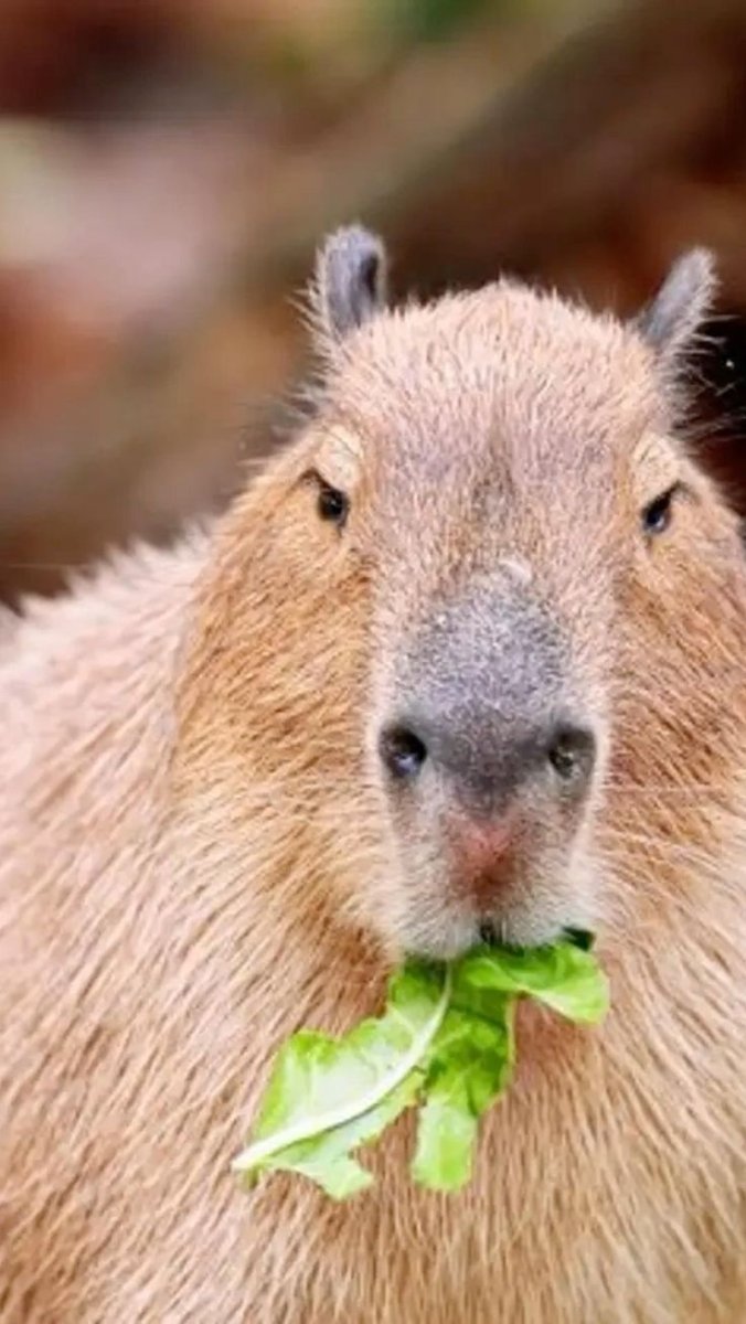 Капибара альбинос